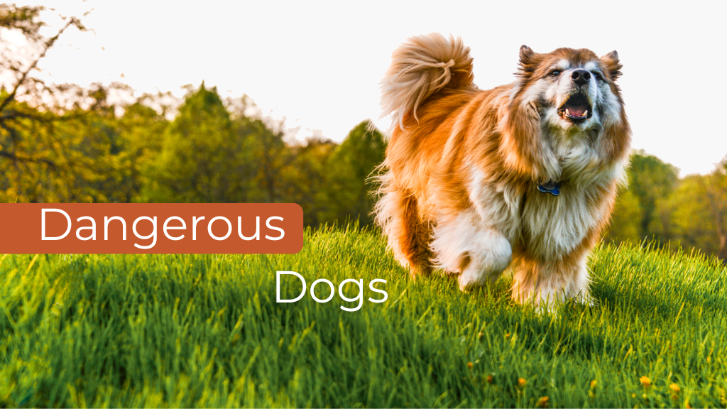 Dangerous Dogs Dangerous Dogs